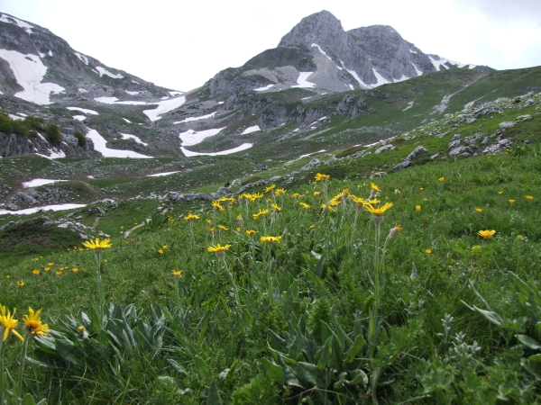 Senecio scopolii / Senecione illirico